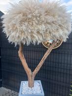 Pampas Boom - Eyecatcher voor in je huis of tuin!, Ophalen, 100 tot 150 cm, Overige soorten, In pot