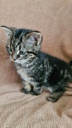 Lieve aanhankelijke kittens, 8 weken jong, Meerdere dieren, Kortharig, 0 tot 2 jaar