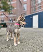Nog 1 lieve Husky-pup beschikbaar, klaar om te verhuizen, Rabiës (hondsdolheid), 8 tot 15 weken, Poolhond, Meerdere