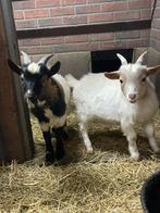 Dwergbok bokjes, Dieren en Toebehoren, Mannelijk, Geit
