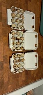 Jumbo kwartel broedeieren, Dieren en Toebehoren, Pluimvee, Geslacht onbekend, Overige soorten