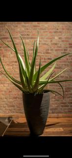 VERKOCHT!! Grote aloe vera plant te koop, Ophalen, Vetplant, 100 tot 150 cm, Volle zon