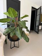 Prachtige tropische philodendron en Strelitzia, 200 cm of meer, Overige soorten, Ophalen of Verzenden, In pot