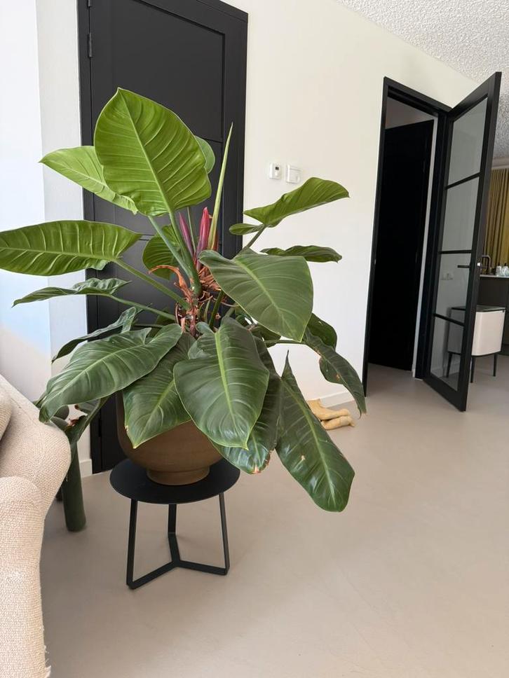 Prachtige tropische philodendron en Strelitzia, Huis en Inrichting, Kamerplanten, Overige soorten, 200 cm of meer, Groene kamerplant