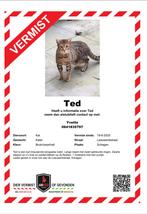 Bengaal vermist!!!, Kat