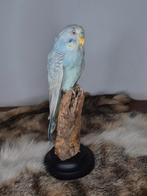 Nieuw opgezetten grasparkiet!, Ophalen of Verzenden, Nieuw, Vogel, Opgezet dier