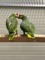 1-0 Geelwang amazone split voor lutino, Dieren en Toebehoren, Mannelijk, Papegaai, Geringd
