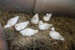 Witte Kwakers aangboden, Meerdere dieren, Eend