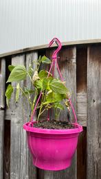 Bloem met pot, Tuin en Terras, Bloembakken en Plantenbakken, Ophalen of Verzenden, Zo goed als nieuw, Rond, Minder dan 60 cm