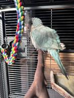 Hele lieve muisparkiet woppie, Dieren en Toebehoren, Vrouwelijk, Parkiet, Pratend