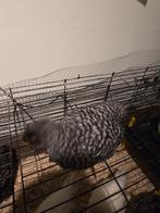 Amrock haan van 7 weken...zeer tam, Dieren en Toebehoren, Pluimvee