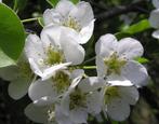 Perenboom - Gieser Wildeman, Tuin en Terras, Planten | Fruitbomen, Lente, Volle zon, Ophalen of Verzenden, 100 tot 250 cm