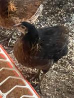 Araucana hennen, Dieren en Toebehoren, Vrouwelijk, Kip