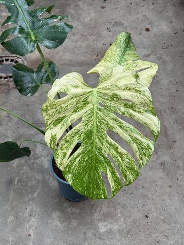 Monstera White Monster Ø19 beschikbaar voor biedingen