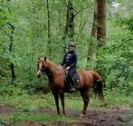 Arabische volbloeds/ Arabier, Dieren en Toebehoren, Merrie, Minder dan 160 cm, Gechipt, Niet van toepassing