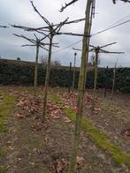 Dakplataan - Prachtige Schaduwboom, Tuin en Terras, Ophalen of Verzenden, Bloeit niet, Volle zon, Overige soorten