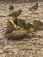 Kanaries (tropen), Meerdere dieren, Kleurkanarie