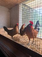 Kleine kriel kippen, Dieren en Toebehoren, Pluimvee, Vrouwelijk, Kip