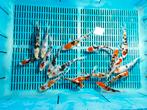 Grote mix sanke/showa’s, Dieren en Toebehoren, Karper of Koi
