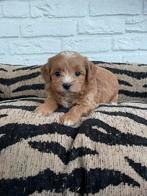 Maltipoo pups, maltezer x toy poedel, Dieren en Toebehoren, Nederland, Overige rassen, CDV (hondenziekte), 8 tot 15 weken