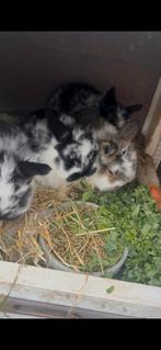 Konijnen, Dieren en Toebehoren, Konijnen, Meerdere dieren, Groot, Hangoor