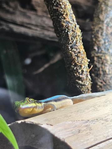 Phelsuma klemmeri  beschikbaar voor biedingen