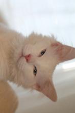 Mainecoon poes te koop, Poes, Langharig, 0 tot 2 jaar