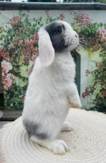 Mega knap minilop voedstertje ! 🐰🩷 beschikbaar voor biedingen