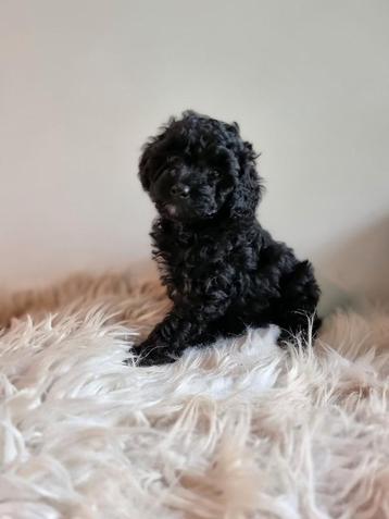 Prachtige maltipoo reu pup beschikbaar voor biedingen