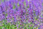 Nepeta faassenii kattekruid tuinplanten, Ophalen of Verzenden, Overige soorten, Halfschaduw