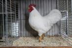 Barneveld kriel wit en mahonie hanen., Dieren en Toebehoren, Pluimvee, Mannelijk, Kip