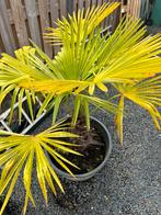 Te Koop: Palmboom, Minder dan 100 cm, Buxus, Ophalen