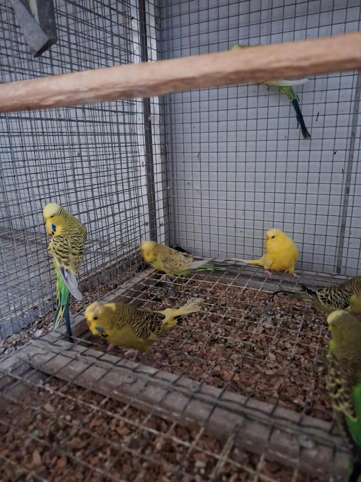 Diverse kleuren Engelse grasparkieten., Dieren en Toebehoren, Vogels | Parkieten en Papegaaien