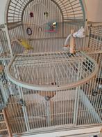 Grote parkieten kooi op wielen met eventueel 1 jonge parkiet, Ophalen, Metaal, Vogelkooi