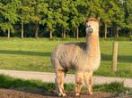 Alpaca merries te koop, Vrouwelijk, Na 1 juli 2024
