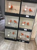 Rood agaat / intensuef kanaries, Dieren en Toebehoren, Vogels | Kanaries, Meerdere dieren, Kleurkanarie