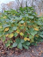 Grote hortensia, Tuin en Terras, Planten | Tuinplanten, Ophalen, Vaste plant, Overige soorten, Halfschaduw