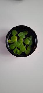 Limnobium laevigatum (Amazone Kikkerbeet), Ophalen, Plant(en), Steen of Hout