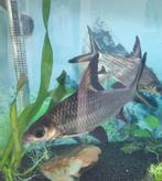 2 haaivinbarbelen +- 20cm, Dieren en Toebehoren, Vissen | Aquariumvissen, Vis, Zoetwatervis