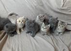 Britse Korthaar kittens, Dieren en Toebehoren, Katten en Kittens | Raskatten | Korthaar, Meerdere dieren, Gechipt, 0 tot 2 jaar