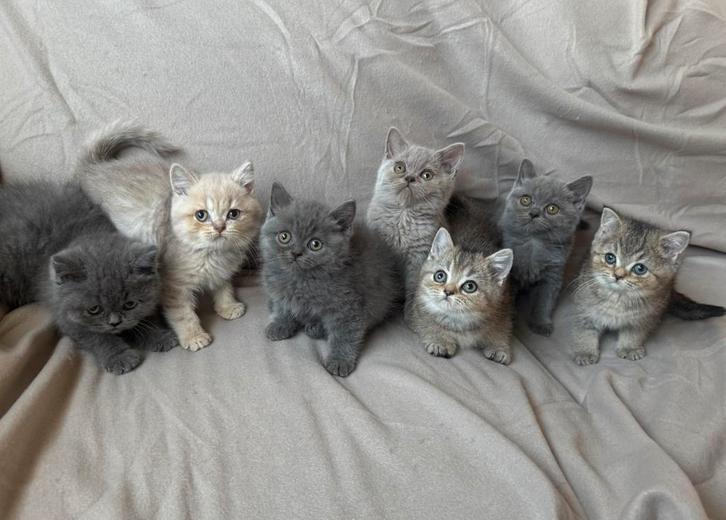Britse Korthaar kittens, Dieren en Toebehoren, Katten en Kittens | Raskatten | Korthaar, Meerdere dieren, 0 tot 2 jaar, Gechipt