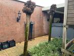Capalca bomen te koop, Tuin en Terras, Verzenden, Volle zon, Overige soorten