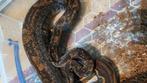 1.0 Boa imperator IMG hypo jungle het lipstick albino, Slang, 3 tot 6 jaar
