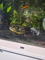 Fahaka kogelvis 25cm, Dieren en Toebehoren, Vis