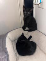 Laatste katertje zoekt nog een forever home, Dieren en Toebehoren, Katten en Kittens | Overige Katten, Kater