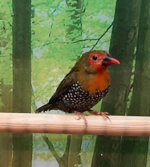 Groendruppel astrilde man., Dieren en Toebehoren, Vogels | Overige Vogels, Meerdere dieren