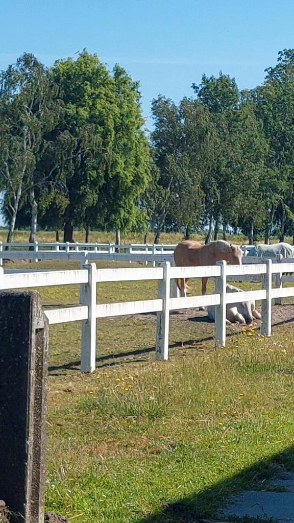 Pensionstalling met binnenbak, Dieren en Toebehoren, Stalling en Weidegang, Stalling, Weidegang, 1 paard of pony