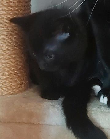 Kittens beschikbaar voor biedingen