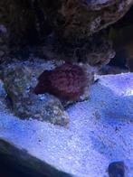 Anemoontjes aangeboden  zeeaquarium, Dieren en Toebehoren, Vissen | Aquariumvissen, Vis