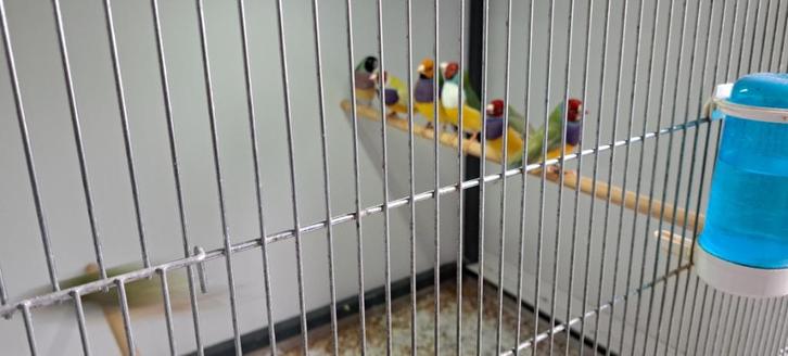 Mooie gouldamadines, Dieren en Toebehoren, Vogels | Overige Vogels, Tropenvogel, Meerdere dieren, Geringd